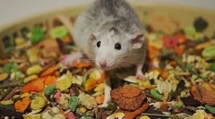 Преглед на стаорец: како да го одберете најдоброто